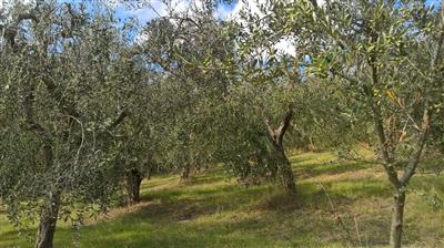 Agricolo - Uliveto a Lugnano in Teverina