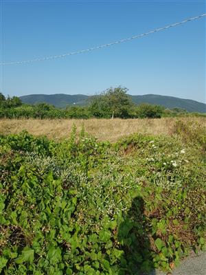 Terreni agricoli ed edificabili - Terreno1 a Sarzana