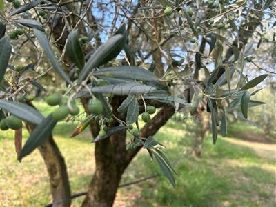 Agricolo - Uliveto a Castegnero