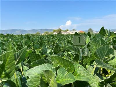 Agricolo - Seminativo a Castegnero