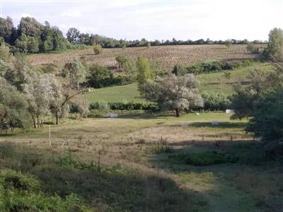 Terreno agricolo in buono stato di 87743 mq. a Crespina
