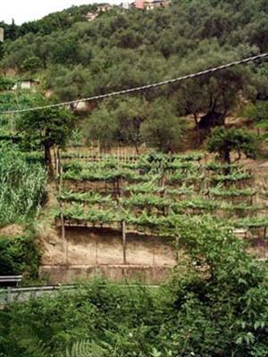 Terreno agricolo in buono stato di 3000 mq. a Fontia