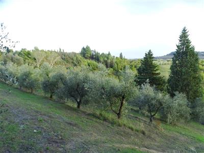 Terreno agricolo in buono stato di 15950 mq. a Calenzano