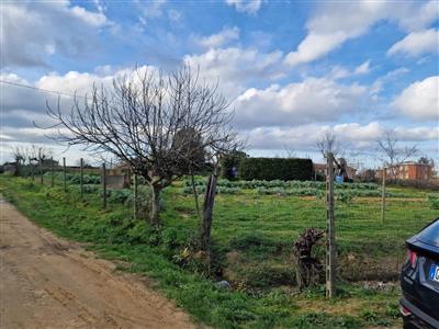 Terreno agricolo in buono stato di 1500 mq. a Cenaia