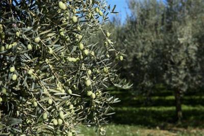 Terreno agricolo in buono stato di 1400 mq. a Marina Di Carrara