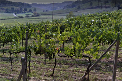 Terreno agricolo in buono stato di 5640 mq. a Scala