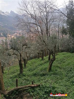 7439688_terreni-massa-carrara-rif-7ct-carrara-terreno-agricolo-lpknkaq2.jpeg