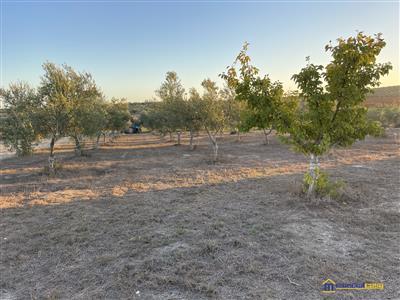 7448645_vendita-terreni-agricoli-siracusa-rif-tvi-1573-maccaris-ytgy7cuk.JPG