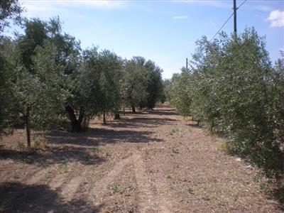 Terreno agricolo in vendita a Cerignola Via Melfi