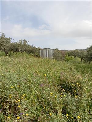 Terreno agricolo in vendita a Erice Napola