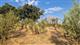 Agricolo a Monte Porzio Catone