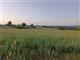 Terreno agricolo in buono stato di 10000 mq.